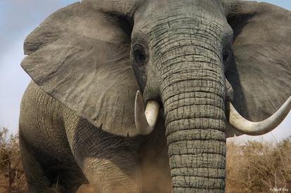 Grønne bønner kamp ideologi Elefanten - Nadiza Safari